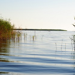 Neusiedler See - Schilfgürtel