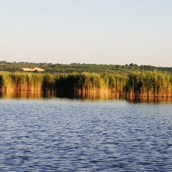 Weinberge - Schilfgürtel -Neusiedler See